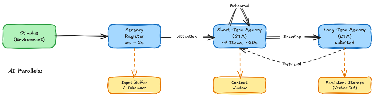 Atkinson-Shiffrin: The Multi-Store Model with direct mapping to AI architectures